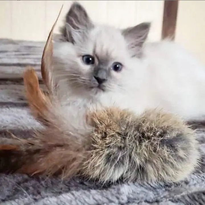 Cat Toys - Rabbit Fur and Feathers