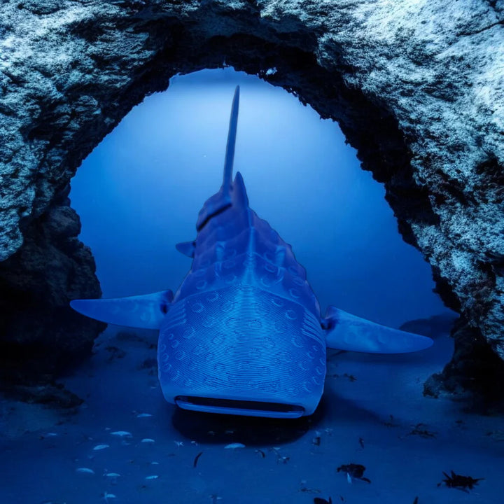 Shark swimming through a underwater cave
